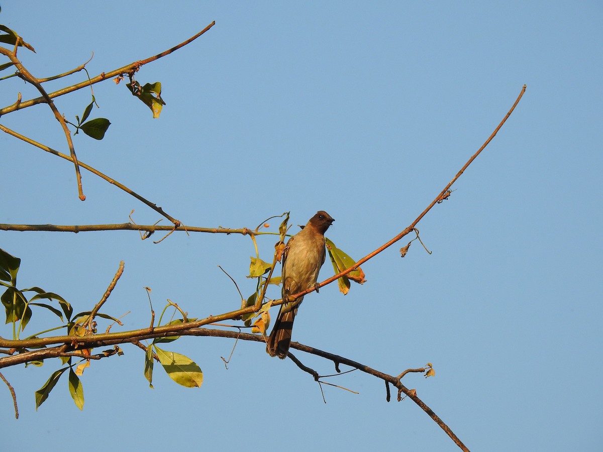 Common Bulbul - ML632350606