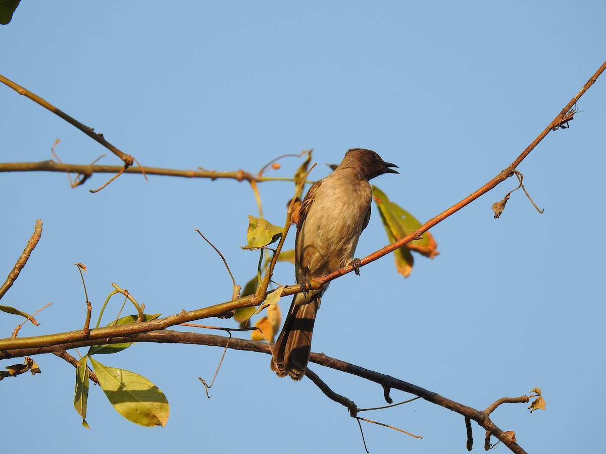 Common Bulbul - ML632350607