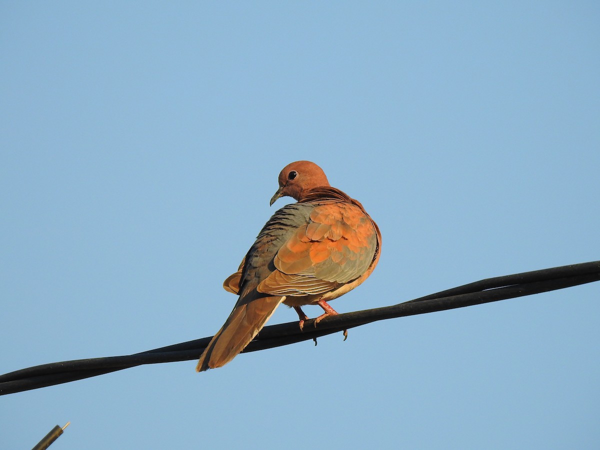 Laughing Dove - ML632350612