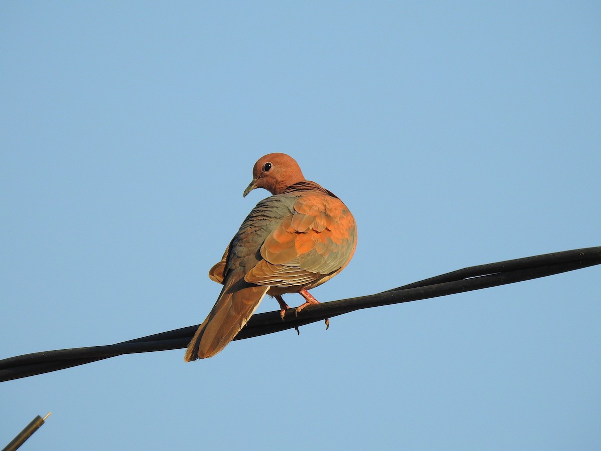 Laughing Dove - ML632350613