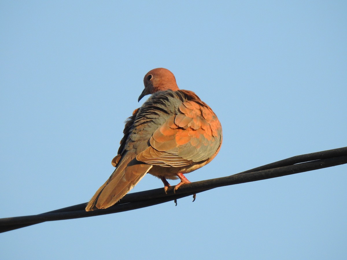 Laughing Dove - ML632350614