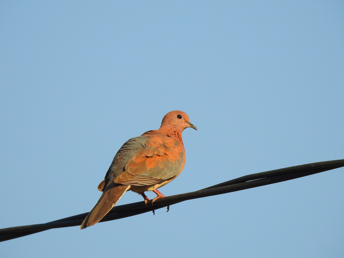 Laughing Dove - ML632350615