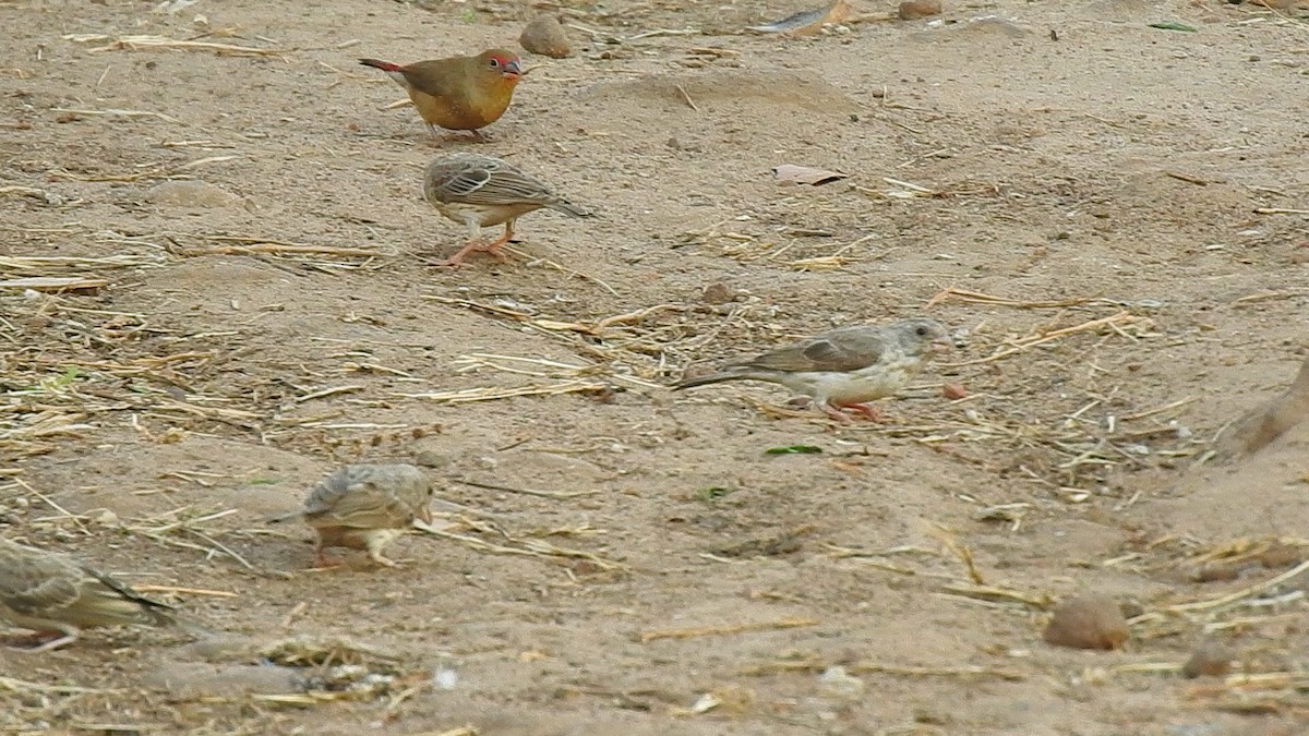 White-rumped Seedeater - ML632350625