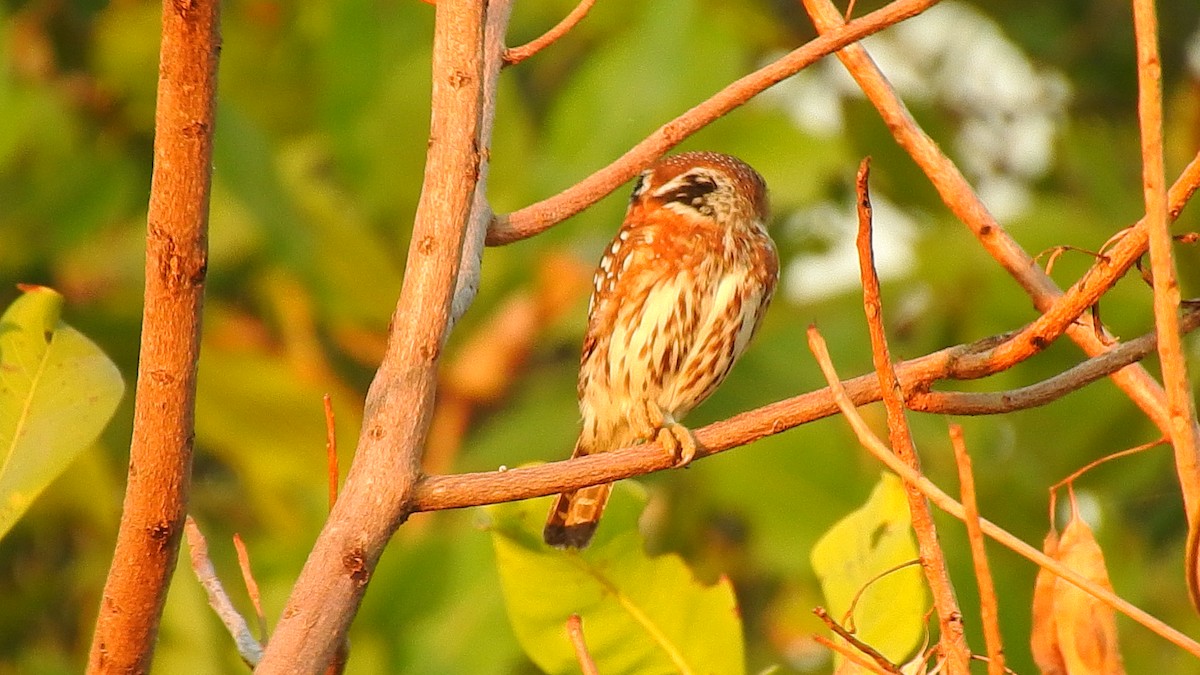 Pearl-spotted Owlet - ML632350632
