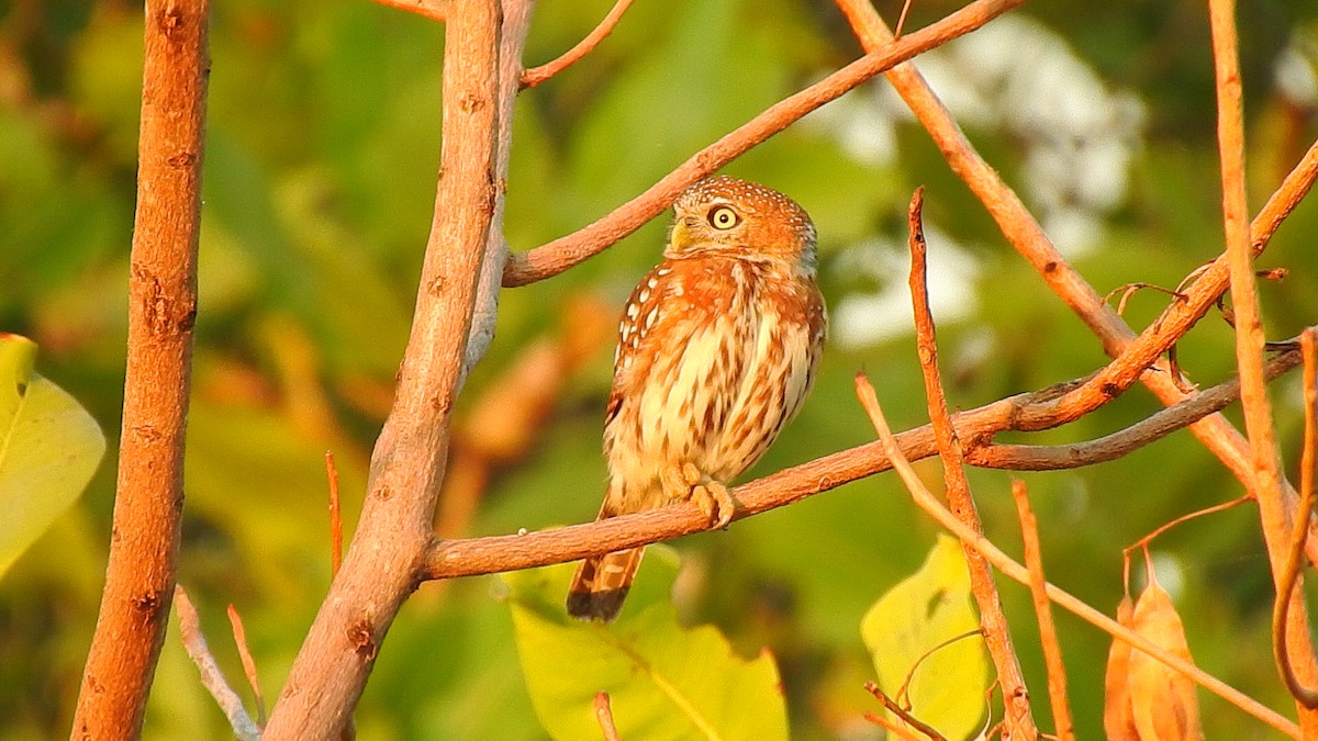Pearl-spotted Owlet - ML632350633