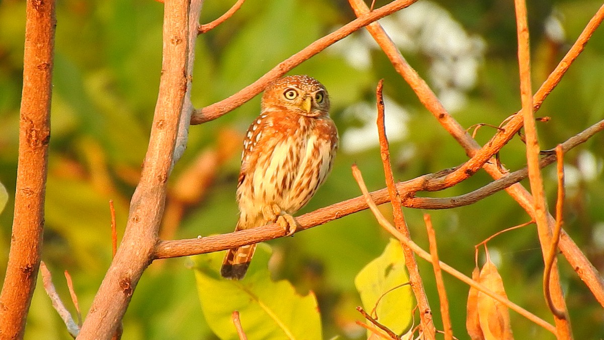 Pearl-spotted Owlet - ML632350634