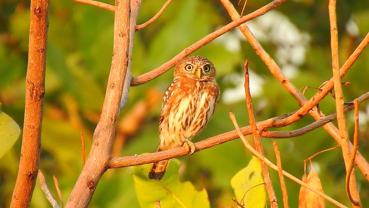 Pearl-spotted Owlet - ML632350635