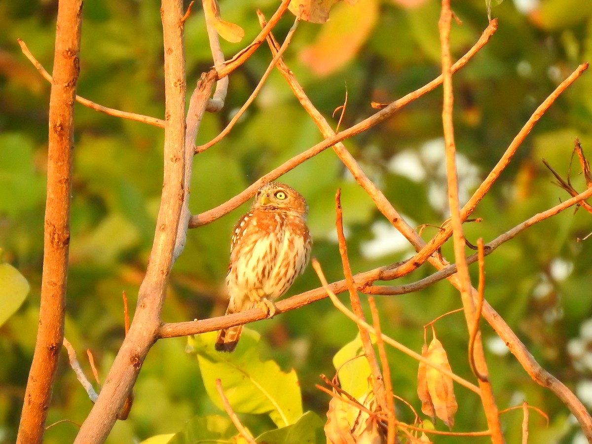 Pearl-spotted Owlet - ML632350636