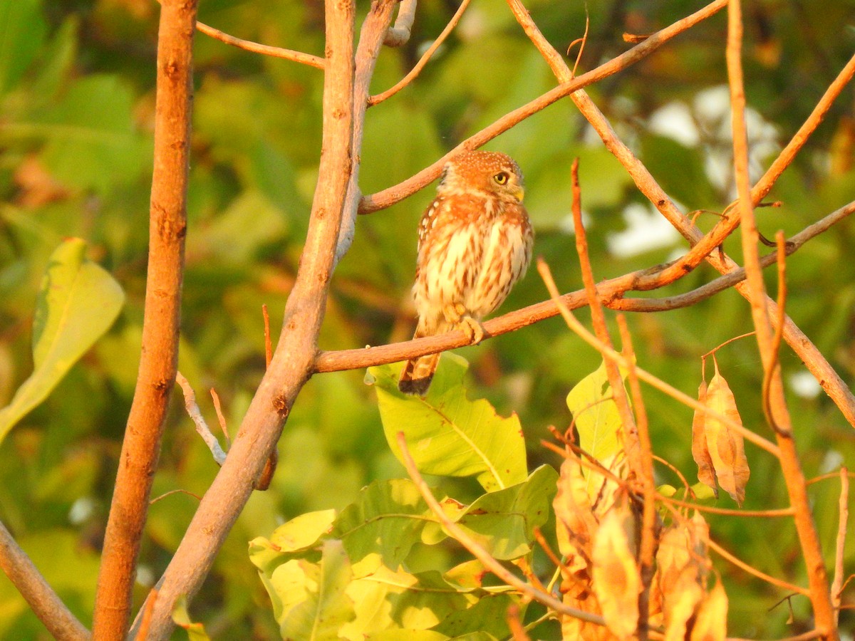 Pearl-spotted Owlet - ML632350637