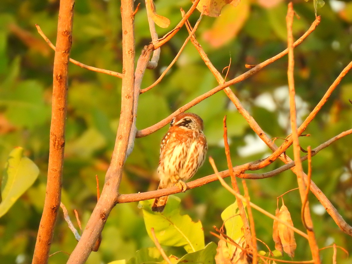 Pearl-spotted Owlet - ML632350638