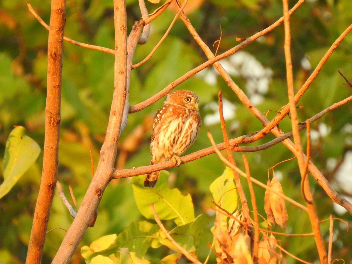 Pearl-spotted Owlet - ML632350639