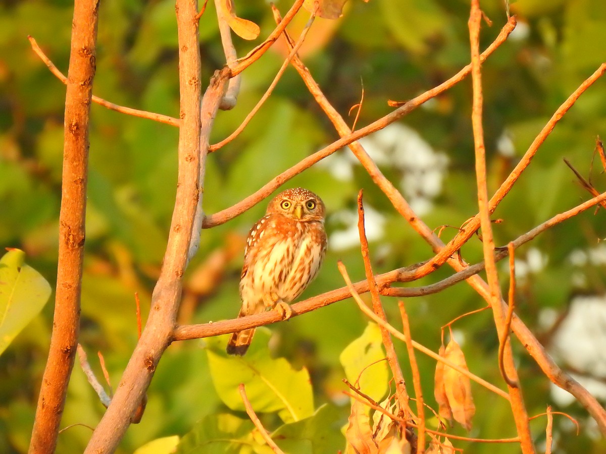 Pearl-spotted Owlet - ML632350640