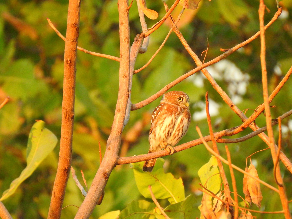 Pearl-spotted Owlet - ML632350641