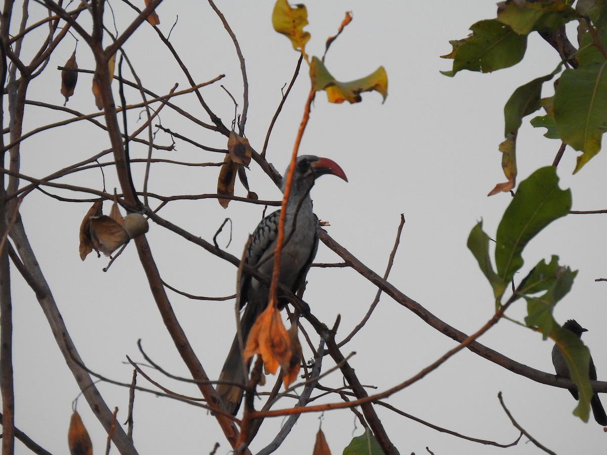 Western Red-billed Hornbill - ML632350646