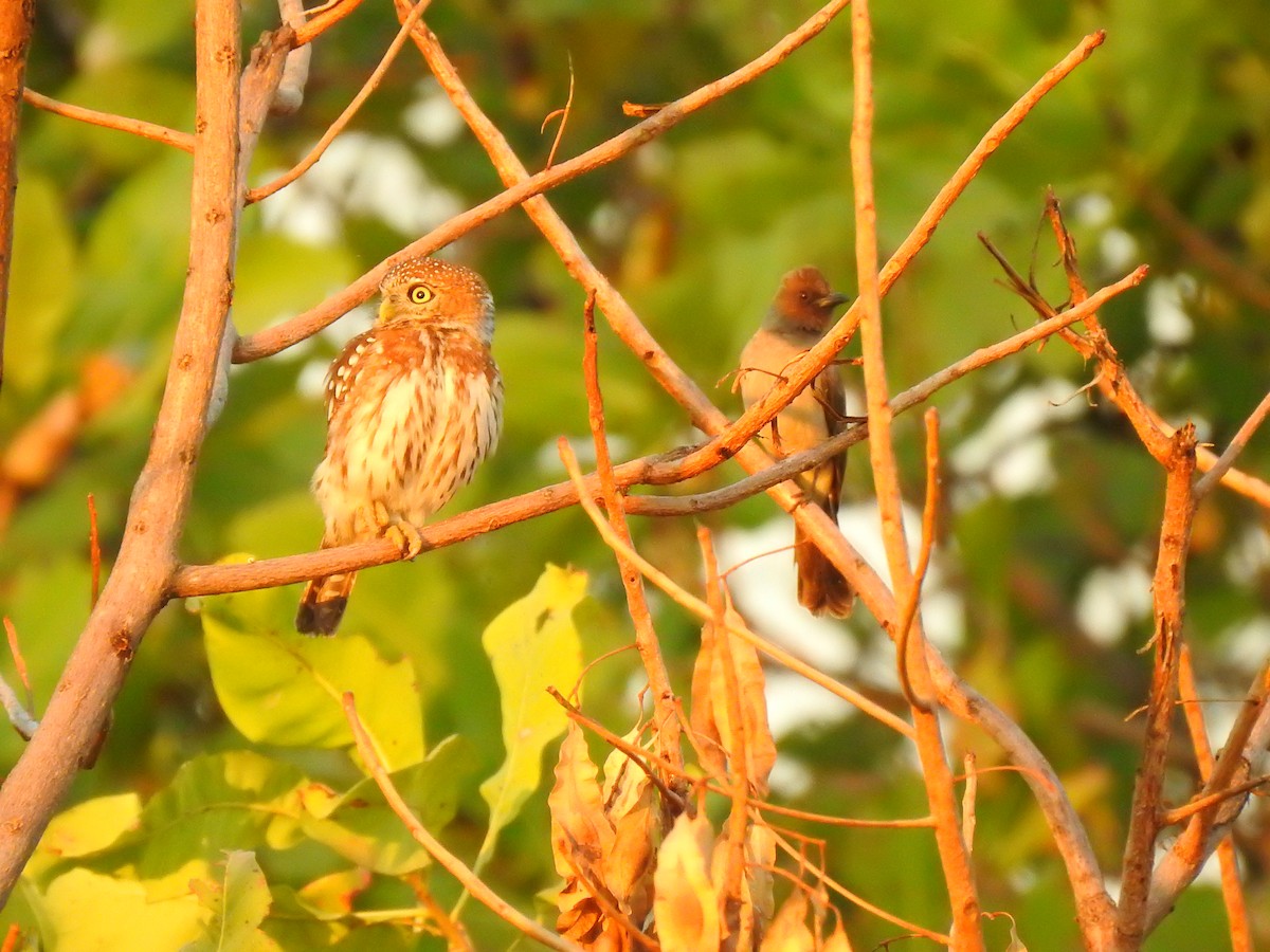 Pearl-spotted Owlet - ML632350655