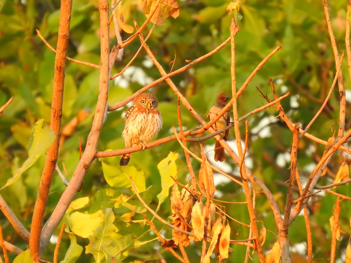 Pearl-spotted Owlet - ML632350656