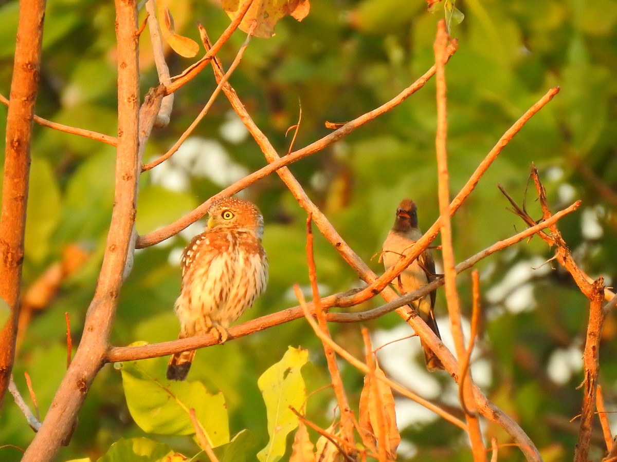 Pearl-spotted Owlet - ML632350657