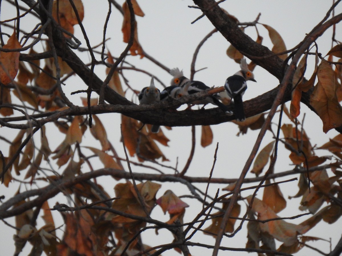 White-crested Helmetshrike - ML632350667
