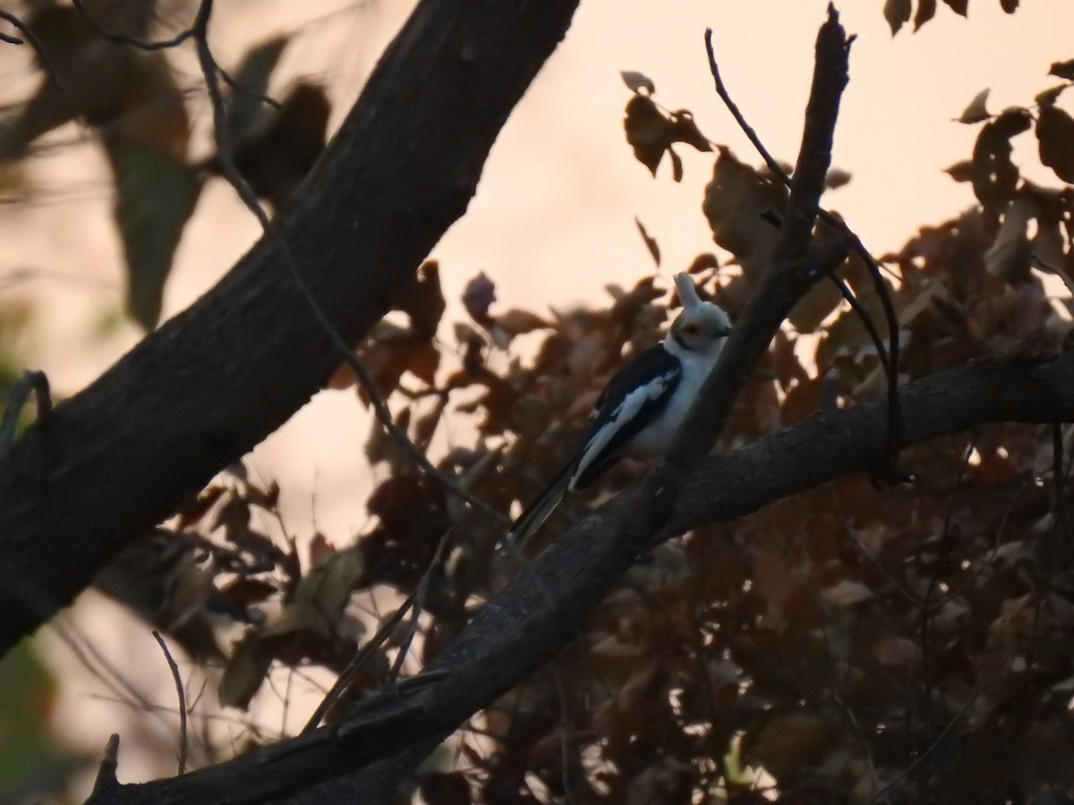 White-crested Helmetshrike - ML632350668