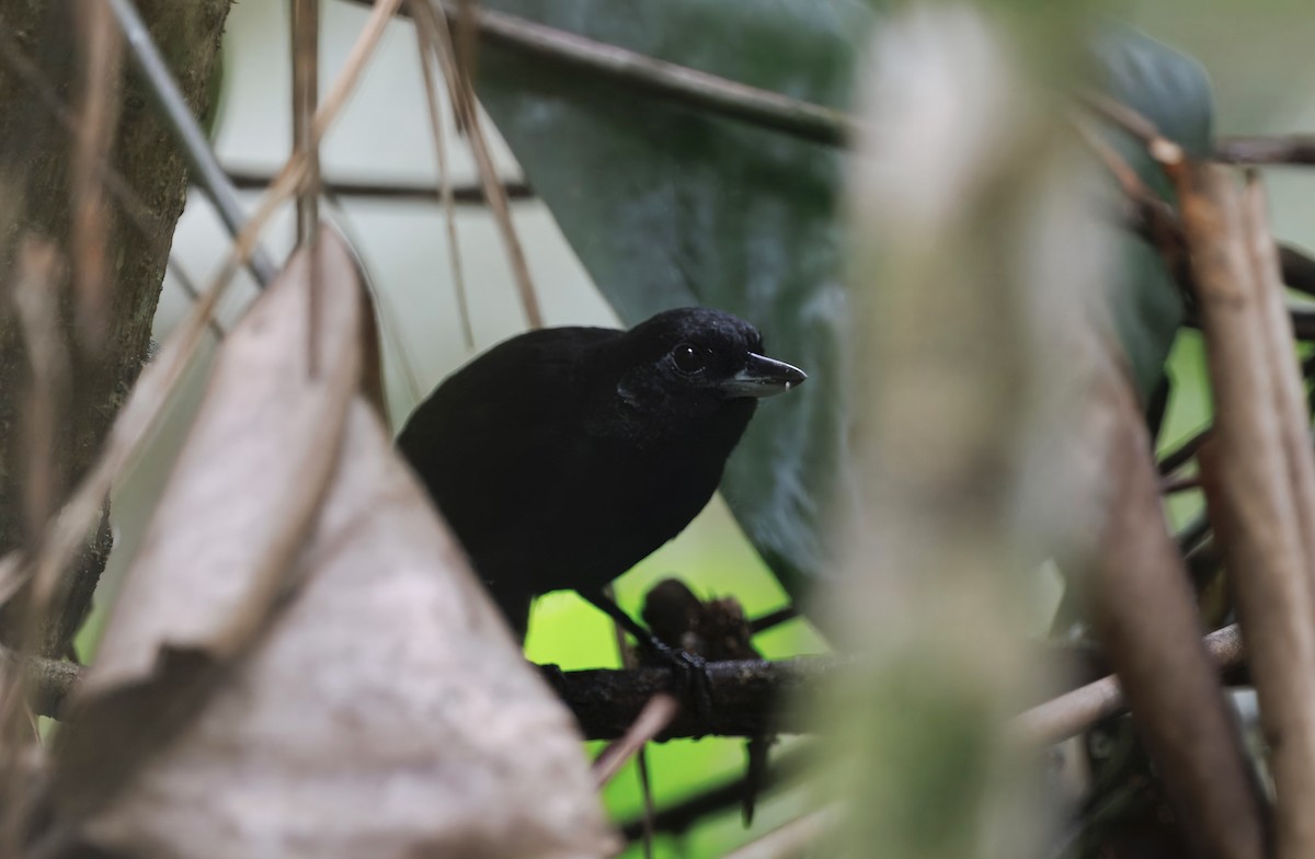 Black Bushbird - ML632350698