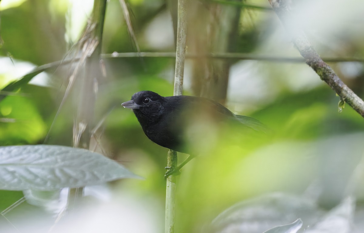 Black Bushbird - ML632350701