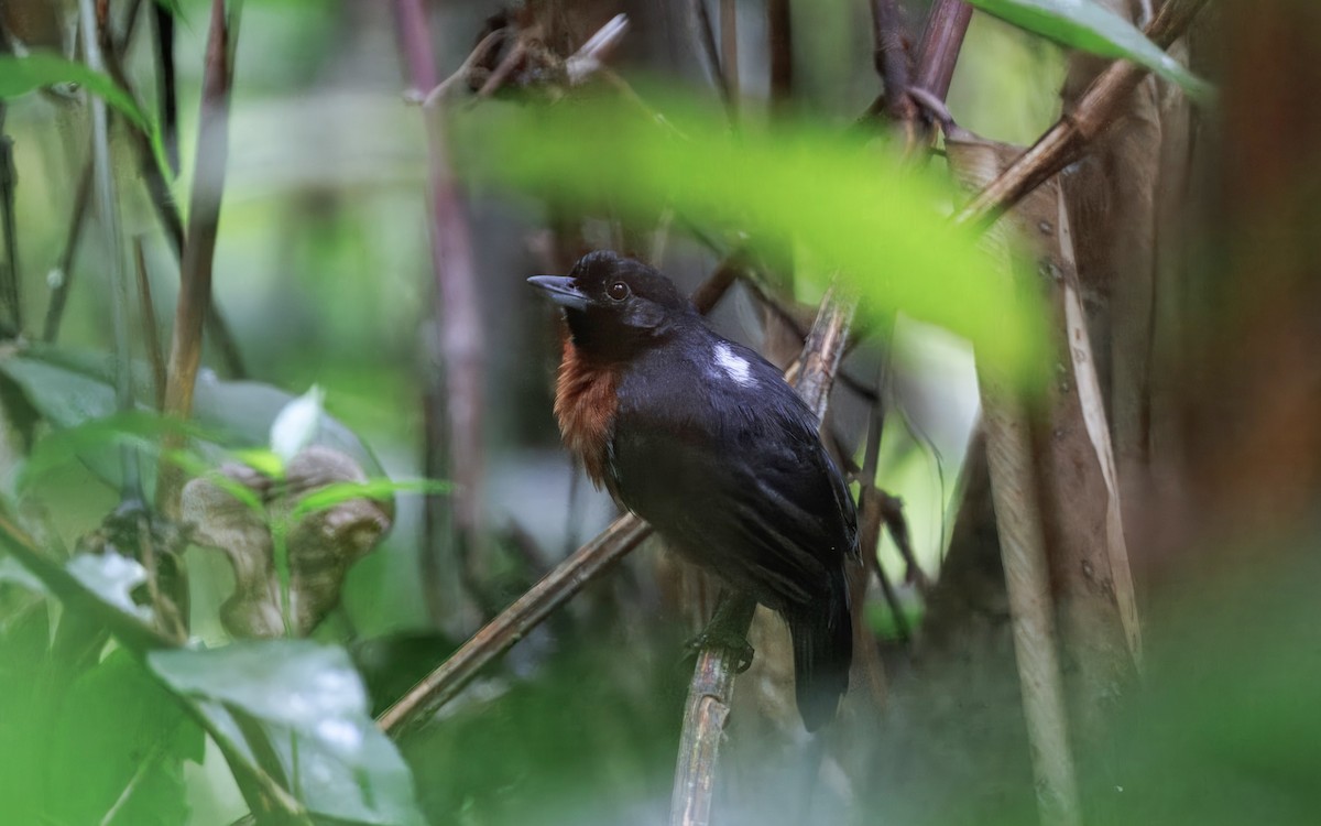 Black Bushbird - ML632350704