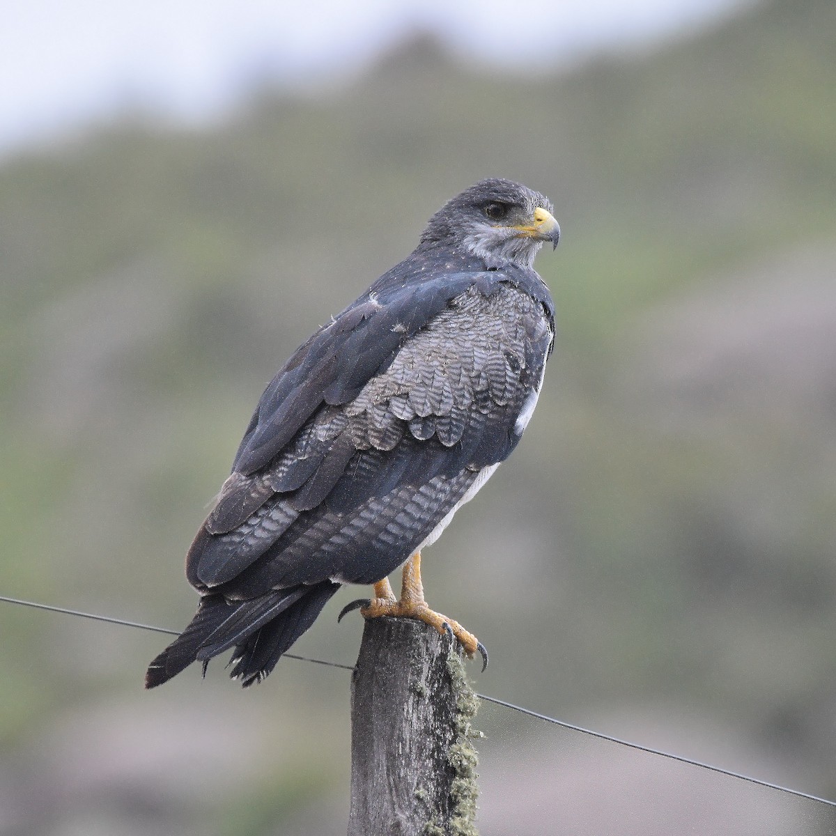 Andenbussard - ML632350789
