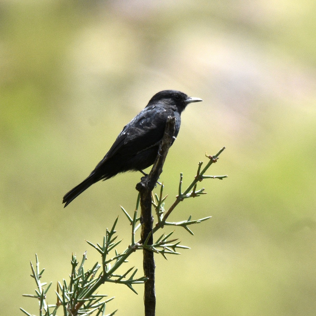 Weißspiegel-Dunkeltyrann - ML632350996