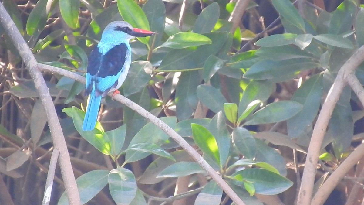 Blue-breasted Kingfisher - ML632351012