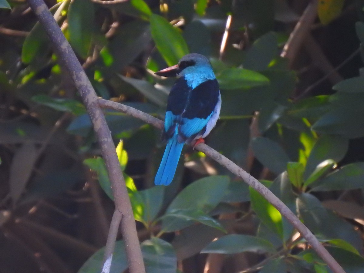 Blue-breasted Kingfisher - ML632351013