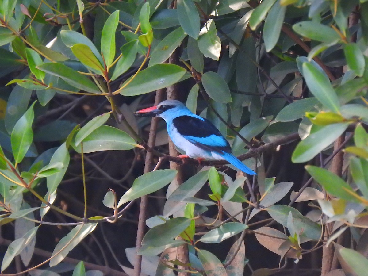 Blue-breasted Kingfisher - ML632351014