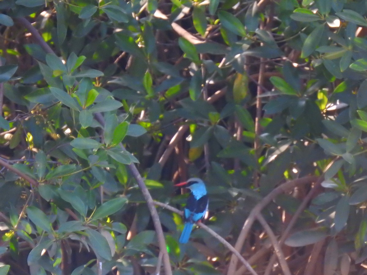 Blue-breasted Kingfisher - ML632351015