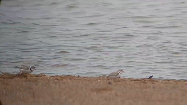 Piping Plover - ML632351046