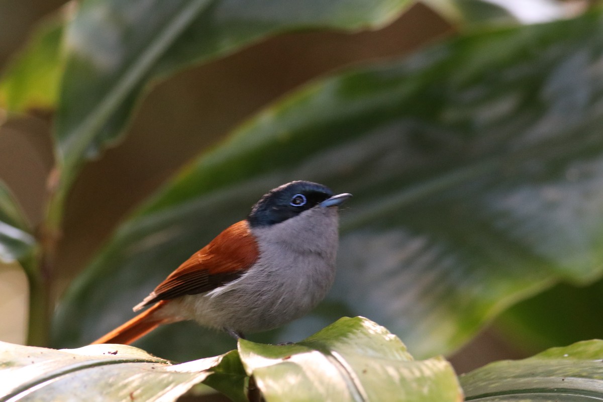 マスカリンサンコウチョウ - ML632351148