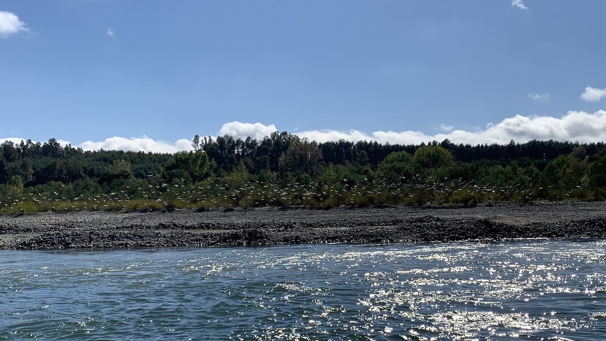 Southern Lapwing - ML632351162