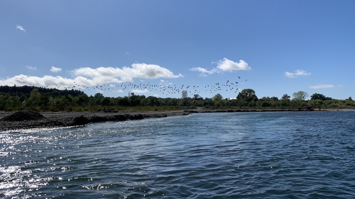 Southern Lapwing - ML632351163