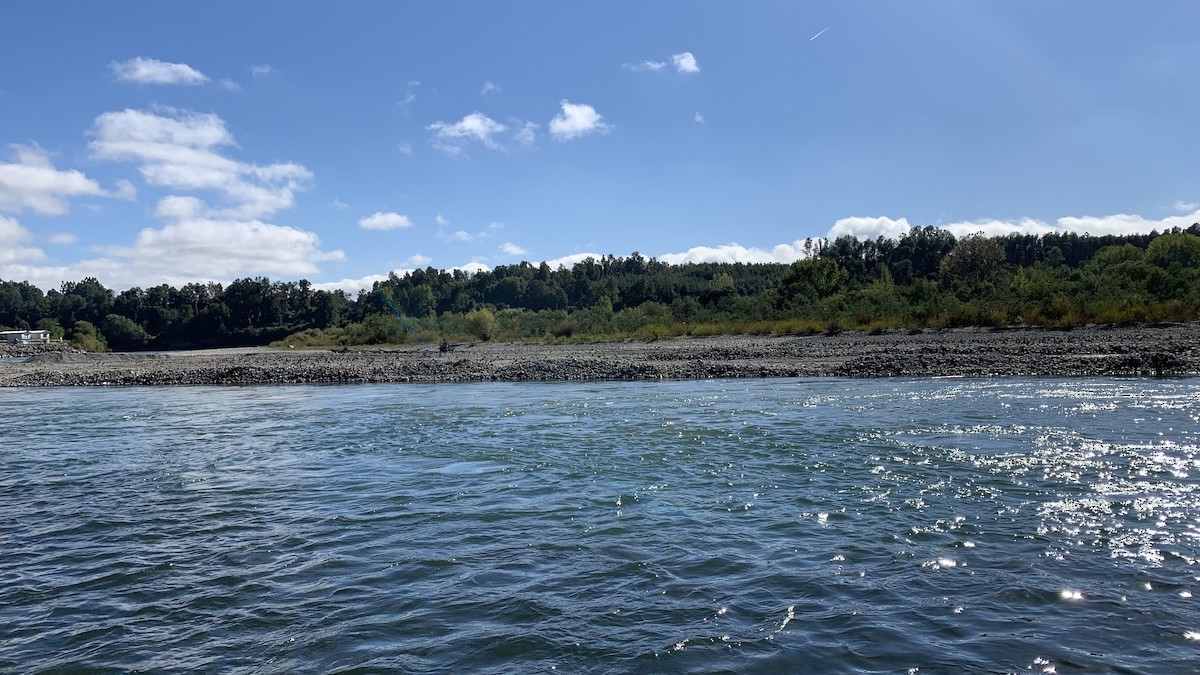 Southern Lapwing - ML632351164