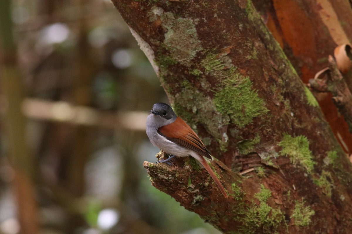 マスカリンサンコウチョウ - ML632351175