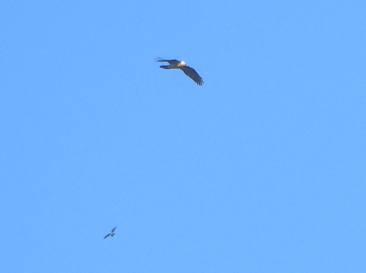 Bearded Vulture - ML632351176