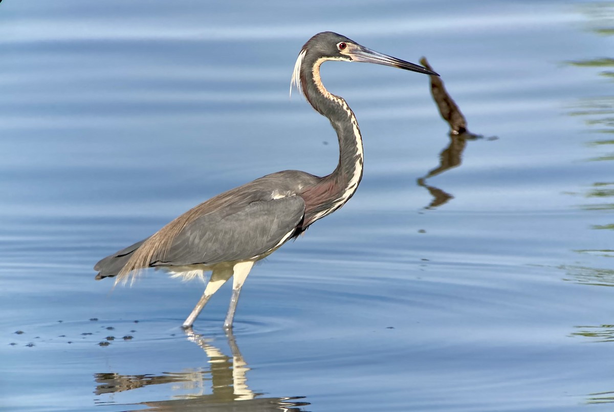 Tricolored Heron - ML632351240