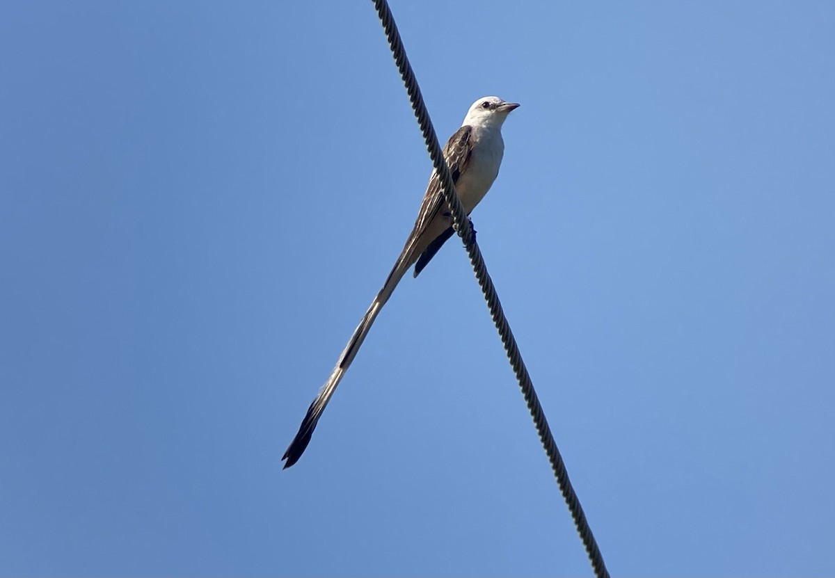 Scissor-tailed Flycatcher - ML632351249