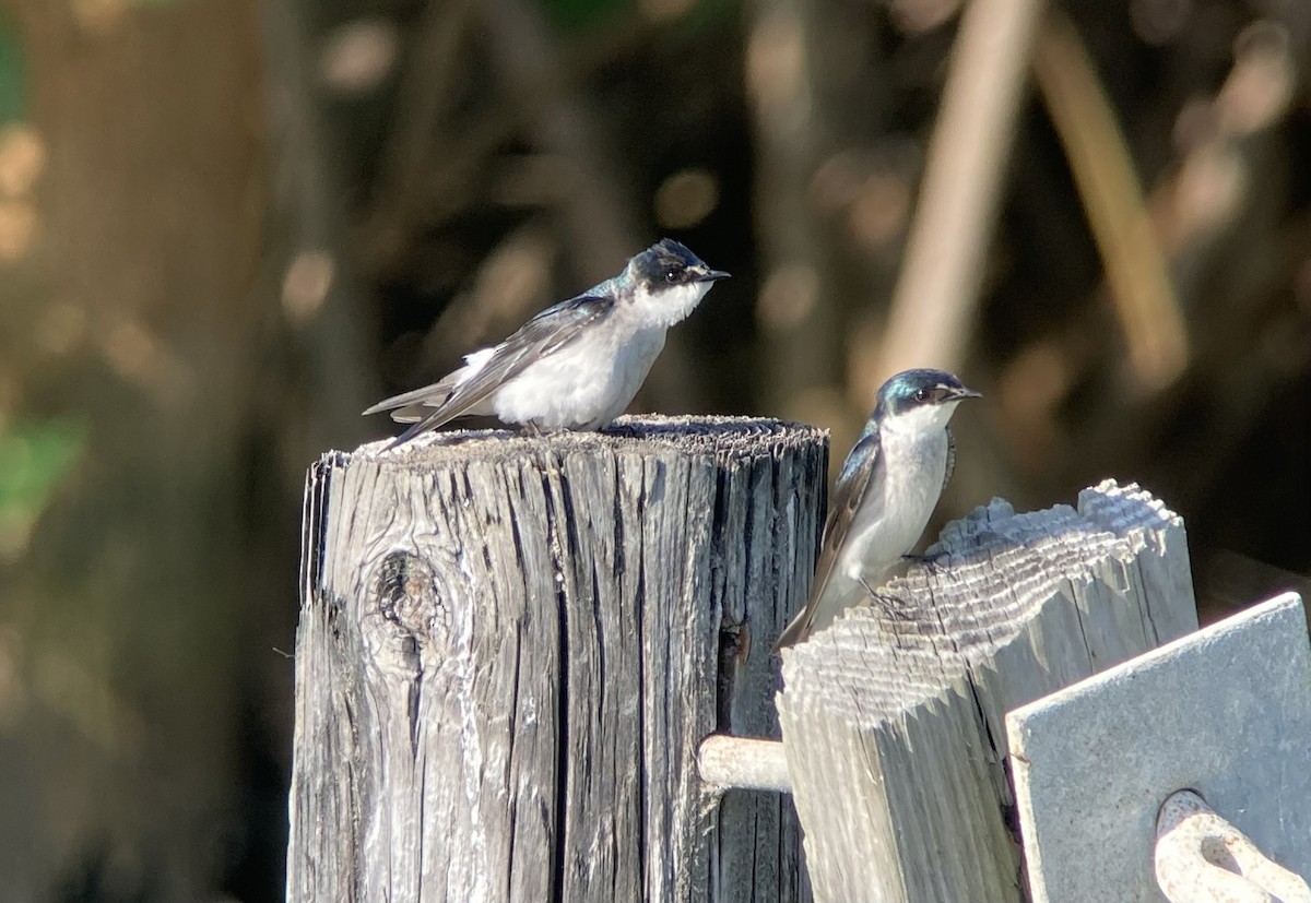 Mangrove Swallow - ML632351258