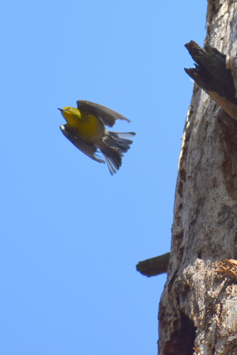 Pine Warbler - ML632351282