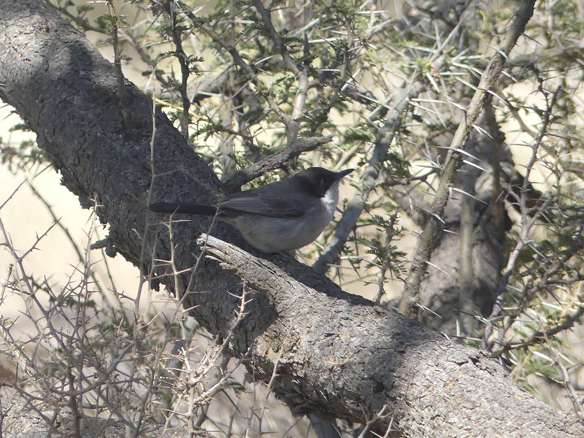Arabian Warbler - ML632351384