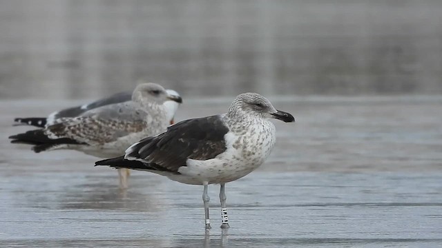 Kelp Gull (vetula) - ML632351449