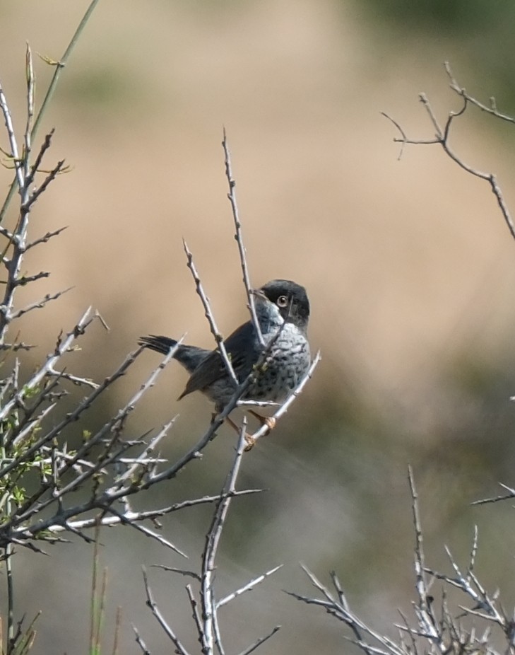 Cyprus Warbler - ML632351680