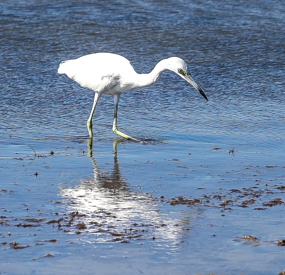 Little Blue Heron - ML632351777