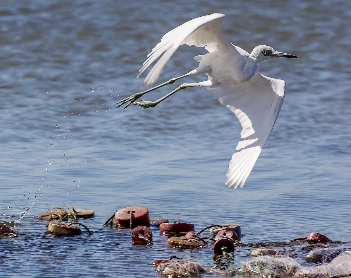 Little Blue Heron - ML632351778