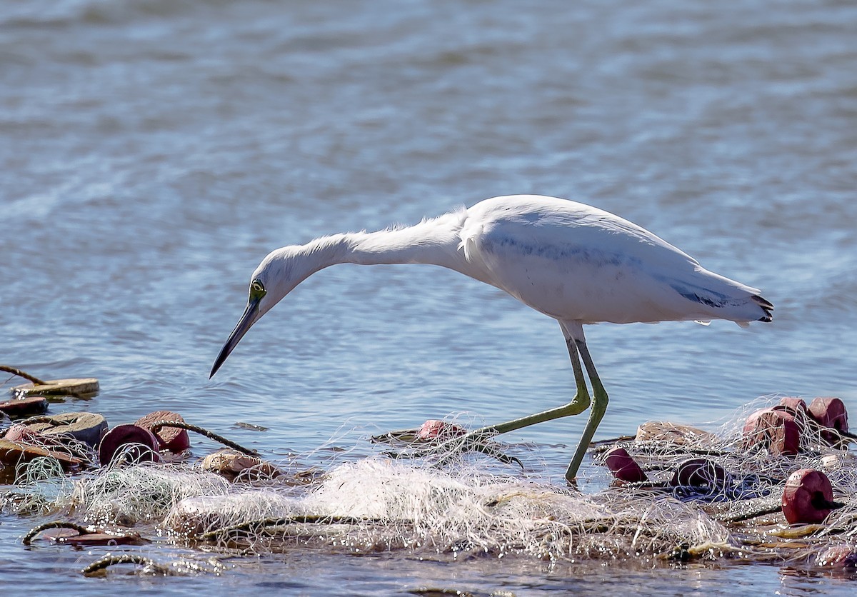 Little Blue Heron - ML632351779