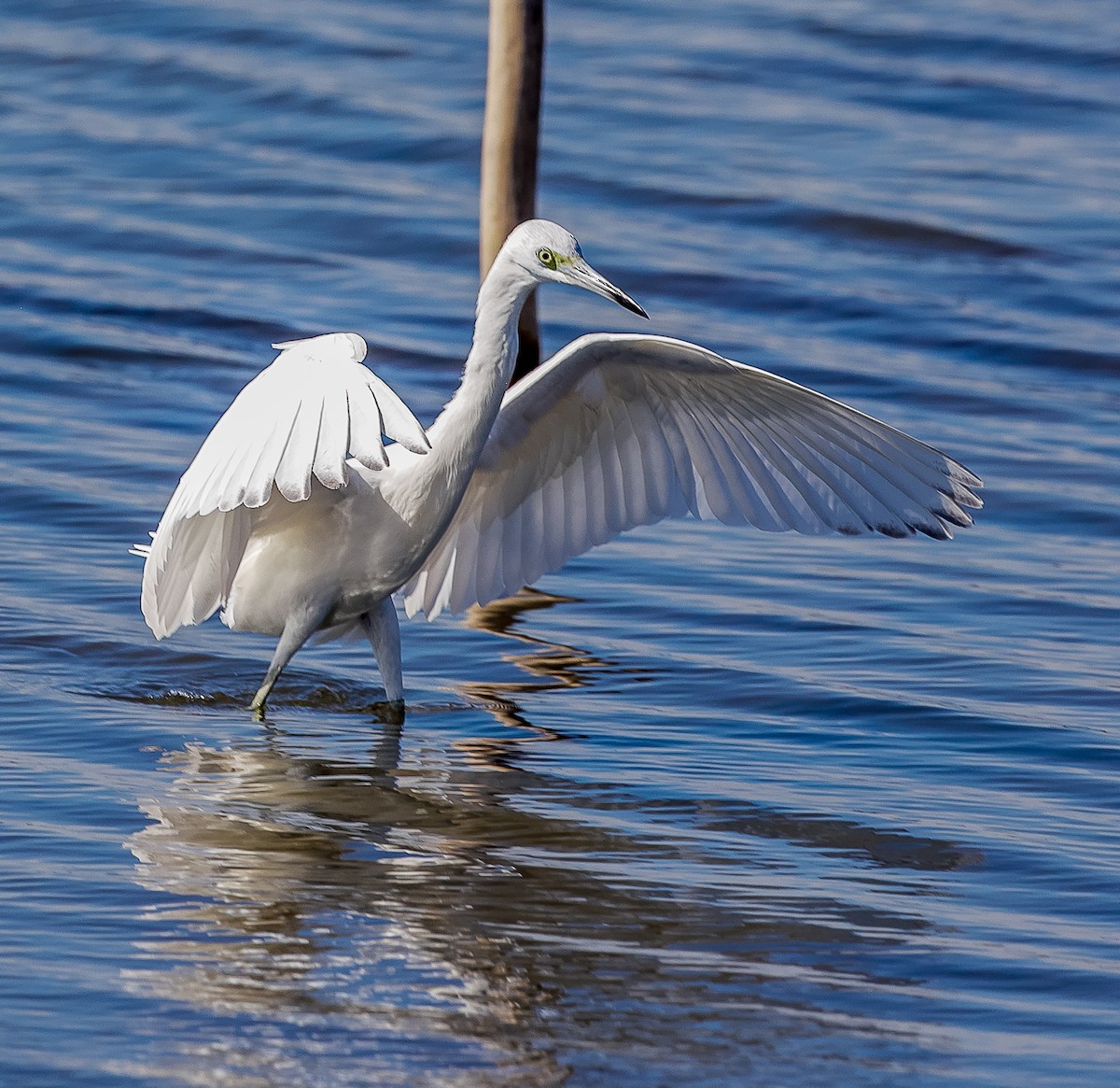 Little Blue Heron - ML632351780